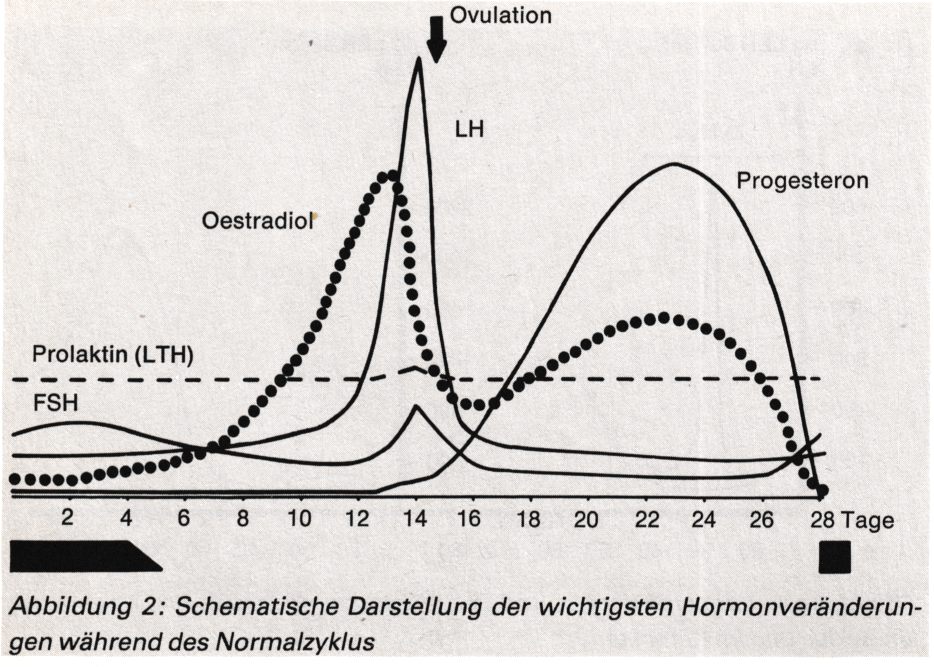 Hormonspiegel im Zyklus