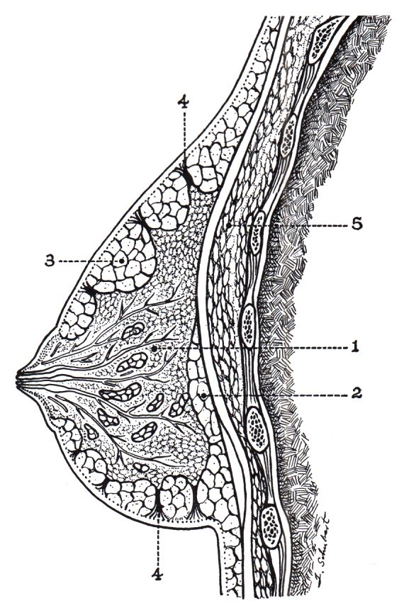 Anatomie