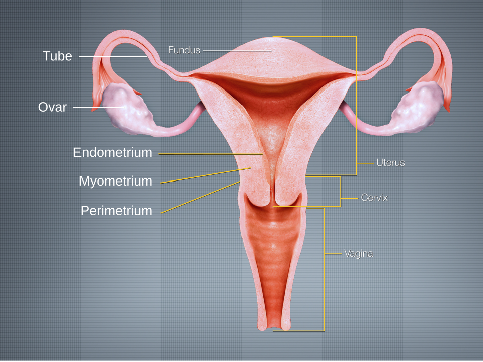 Uterus