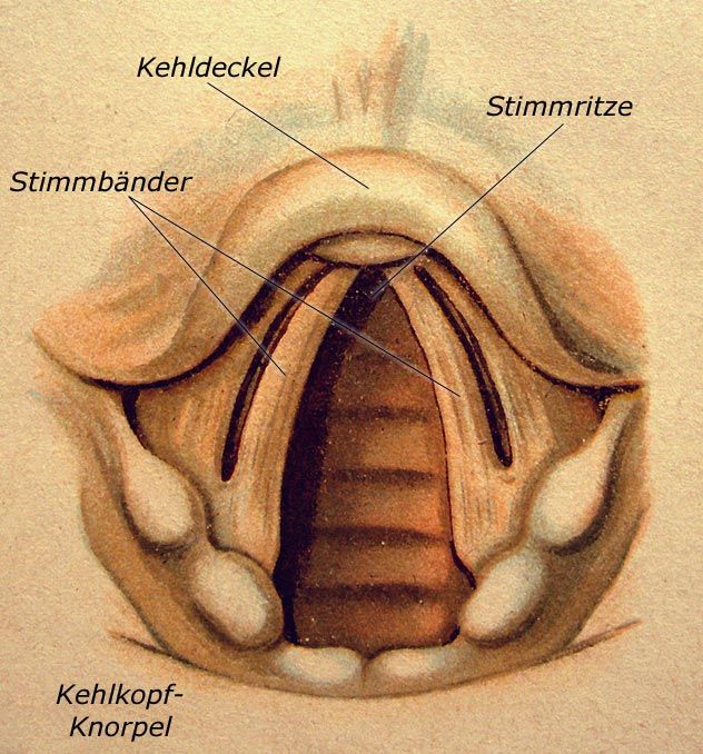 Larynx