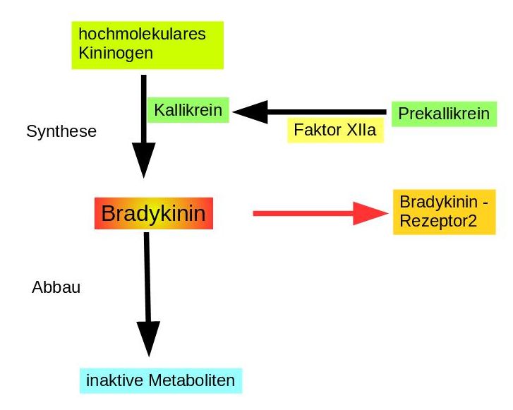 Kallikrein