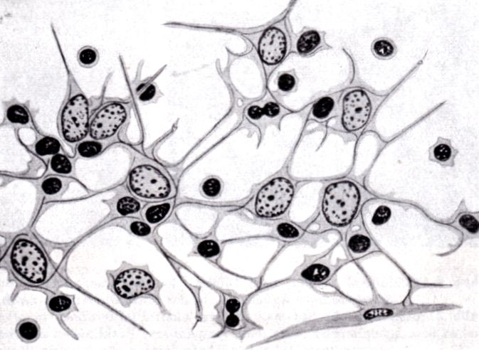 Lymphoretikulum