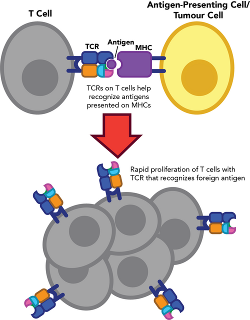 T-Zellen