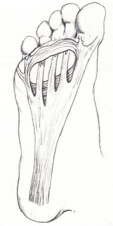 Plantarfascie