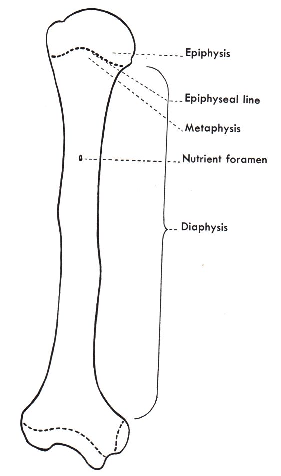 Abschnitte eines Röhrenknochens