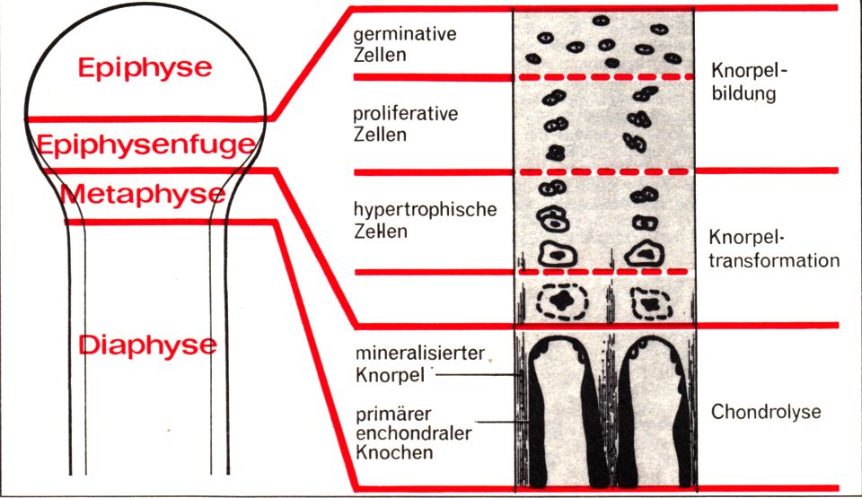 Knochenwachstum