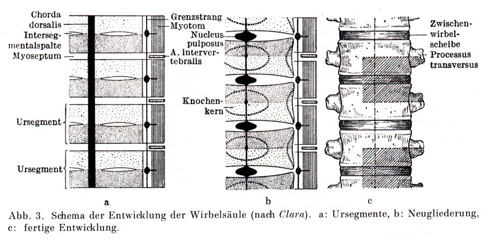 Entwicklung