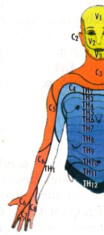 C2-8 ventral