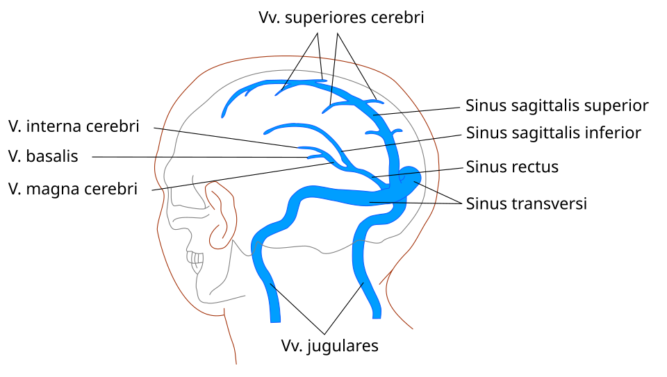 Sinus Gehirn