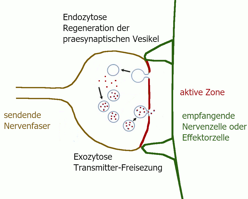 Synapse