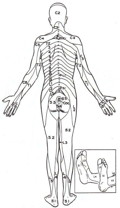 Dermatome