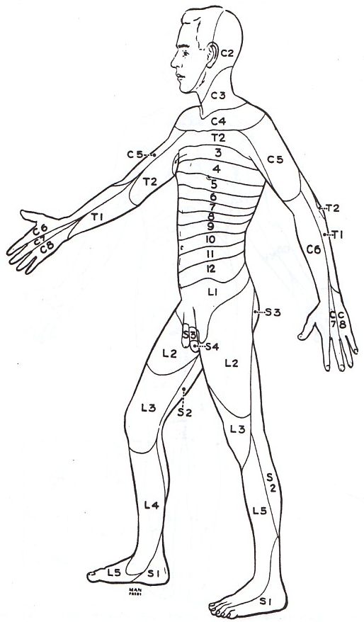 Dermatome