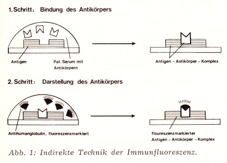 Immunfluoreszenz