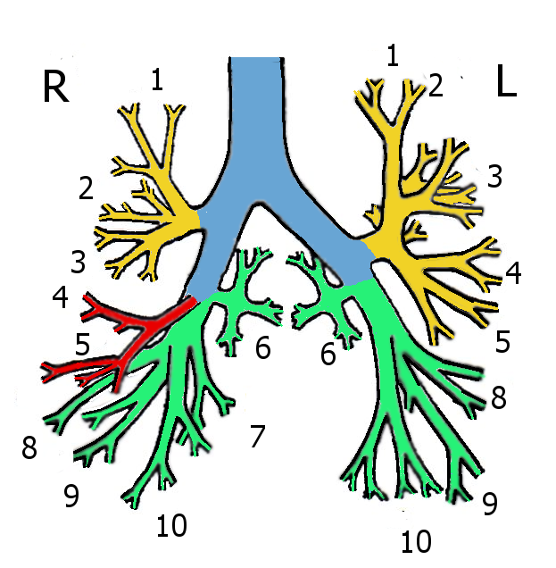 Bronchialbaum