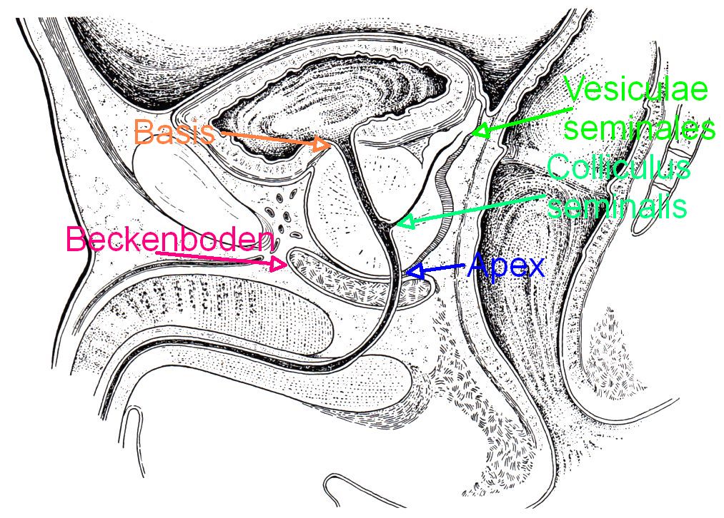 Lage der Prostata