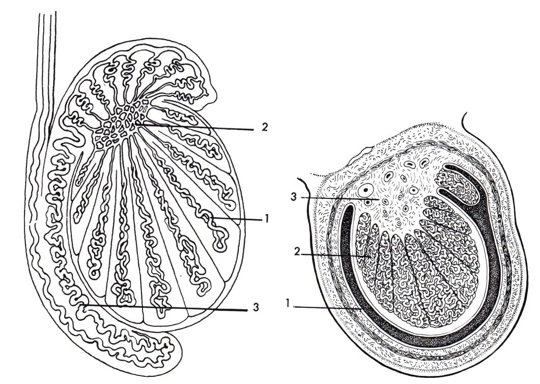 Anatomie des Hodens