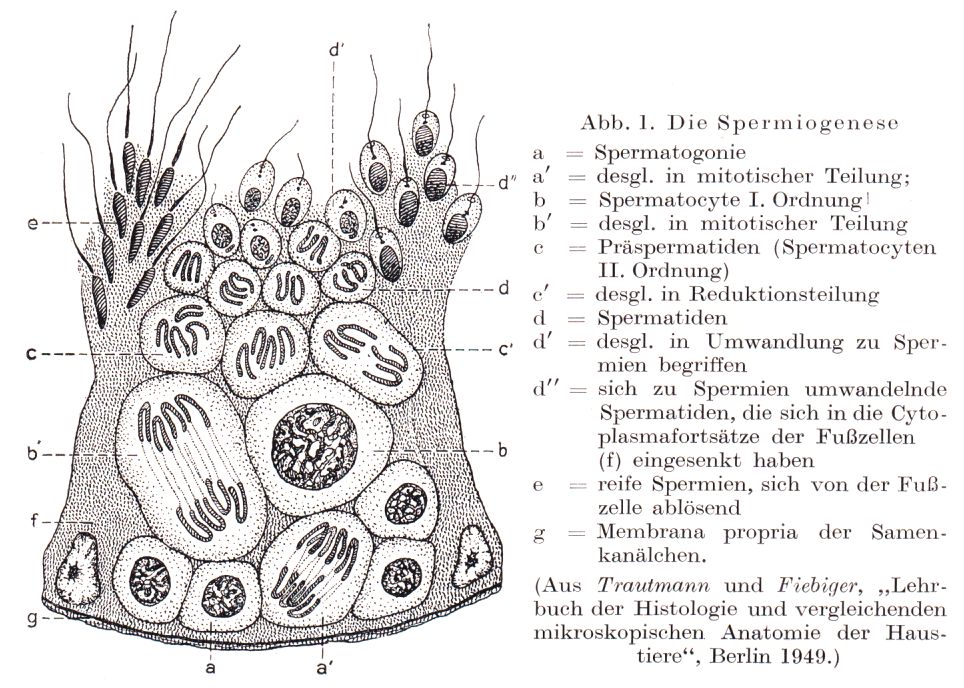 Spermiogenese