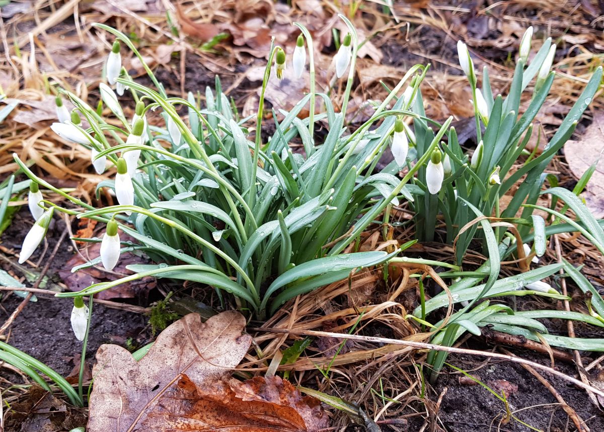 Schneeglöckchen