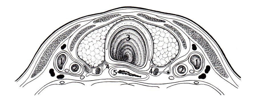 Anatomie