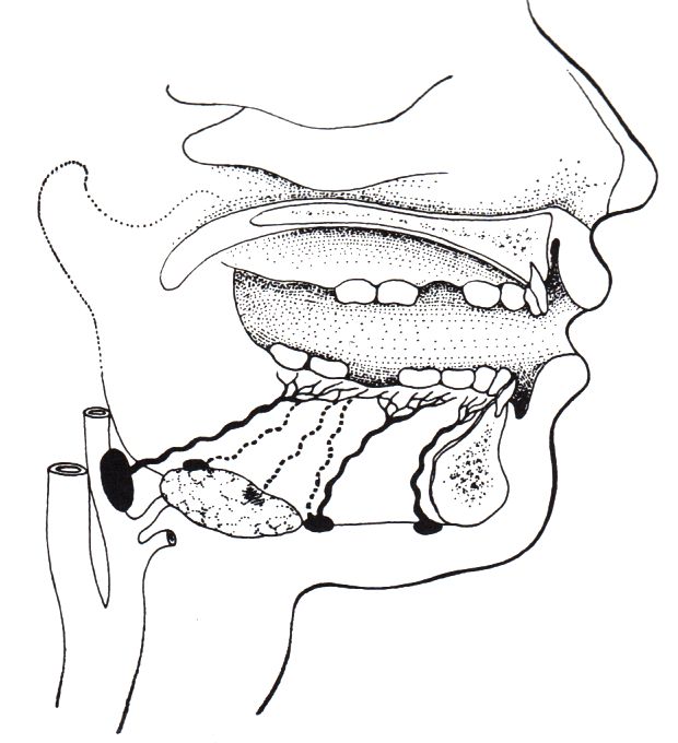 Lymphabfluss der Gingiva