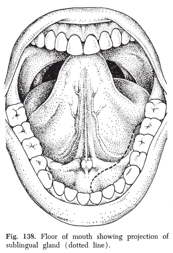 Gl. sublingualis