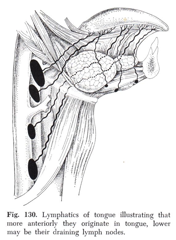 Lymphabflusses der Zunge